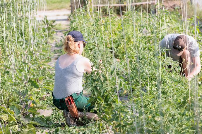 Deux personnes travaillant dans le jardin potager de l'Atelier vert